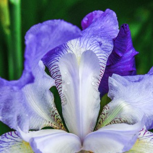 Iris-foto-rena-hoffmann       