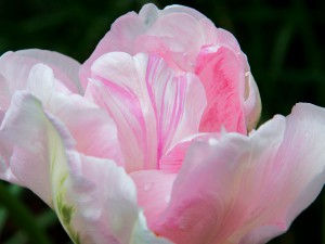 tulpe-foto-rena-hoffmann.jpg       