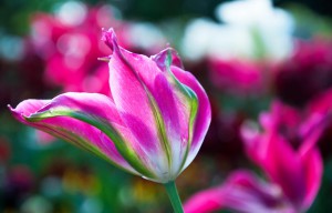 tulpe-pink--foto-rena-hoffmann       