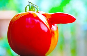 Tomaten--foto-rena-hoffmann    