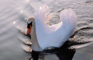 schwan-foto-rena-hoffmann