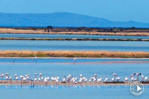 lesbos-flamingos-foto-rena-hoffmann